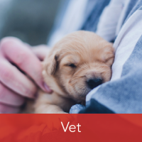 vet